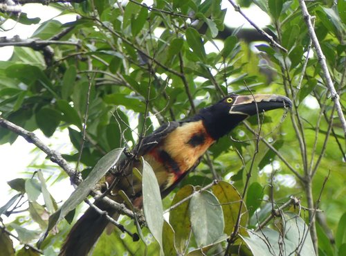 Souvenir du voyage de Caroline, Costa Rica