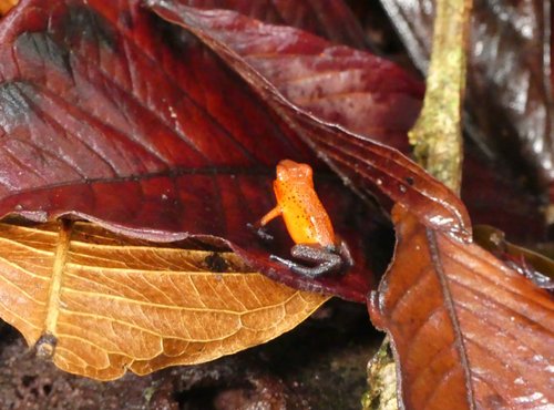 Souvenir du voyage de Caroline, Costa Rica