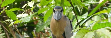 Souvenir du voyage de Caroline, Costa Rica