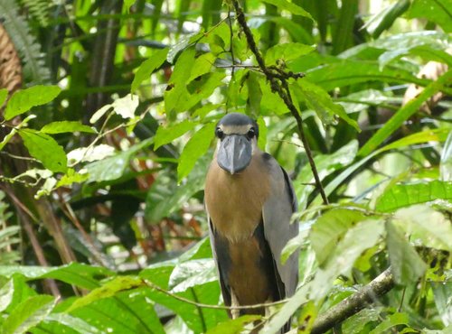 Souvenir du voyage de Caroline, Costa Rica