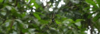 Souvenir du voyage de Caroline, Costa Rica