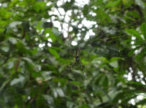 Souvenir du voyage de Caroline, Costa Rica