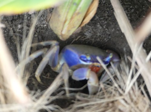 Souvenir du voyage de Caroline, Costa Rica