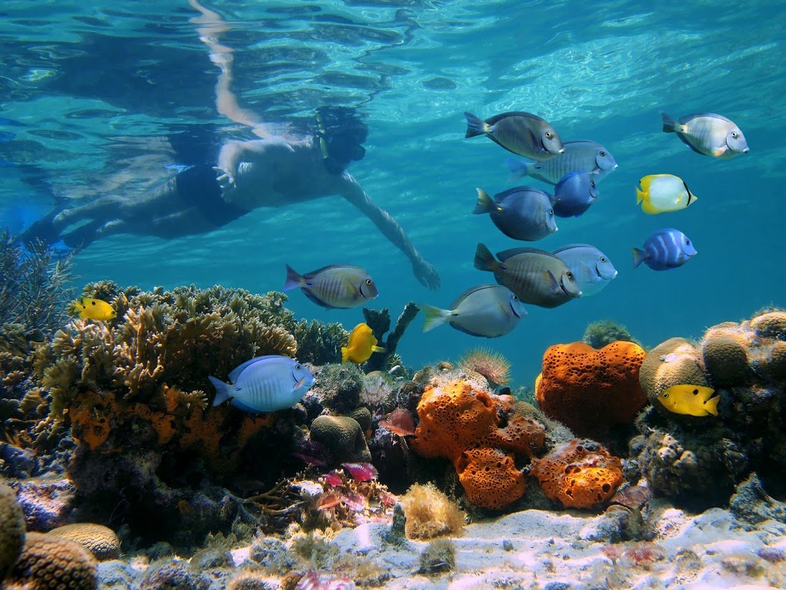 plongée costa rica snorkel