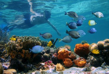 plongée costa rica snorkel