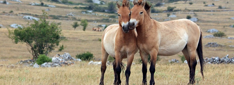 Prod Chevauchee mongole