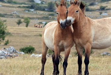 Prod Chevauchee mongole