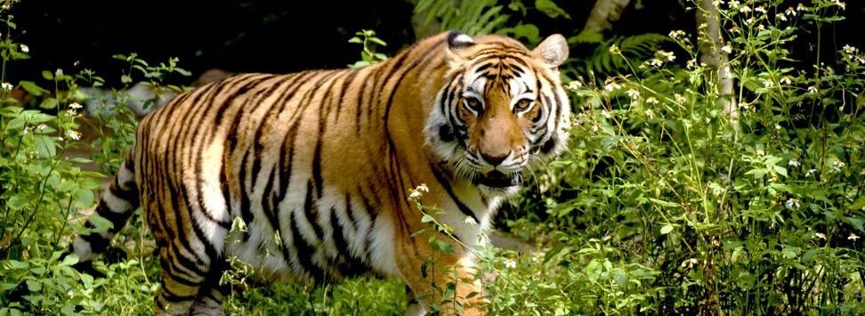 programme inde tigre et nature