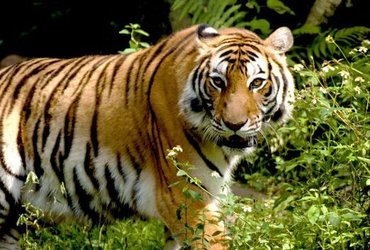 programme inde tigre et nature