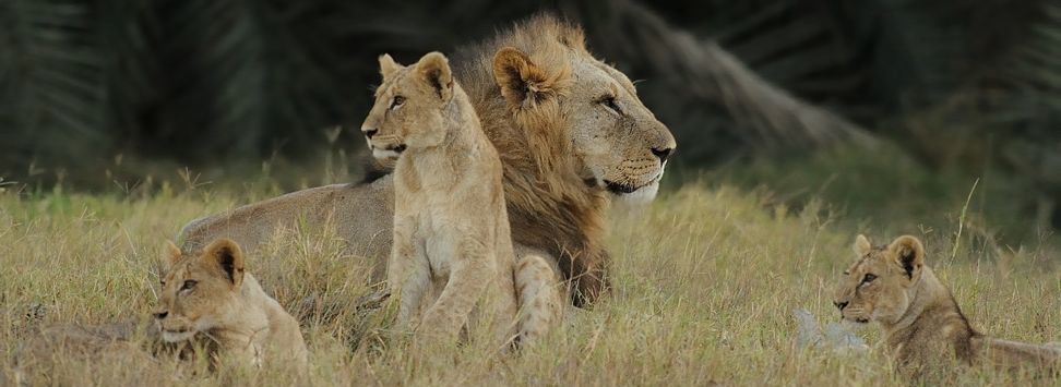Le Roi Lion en famille