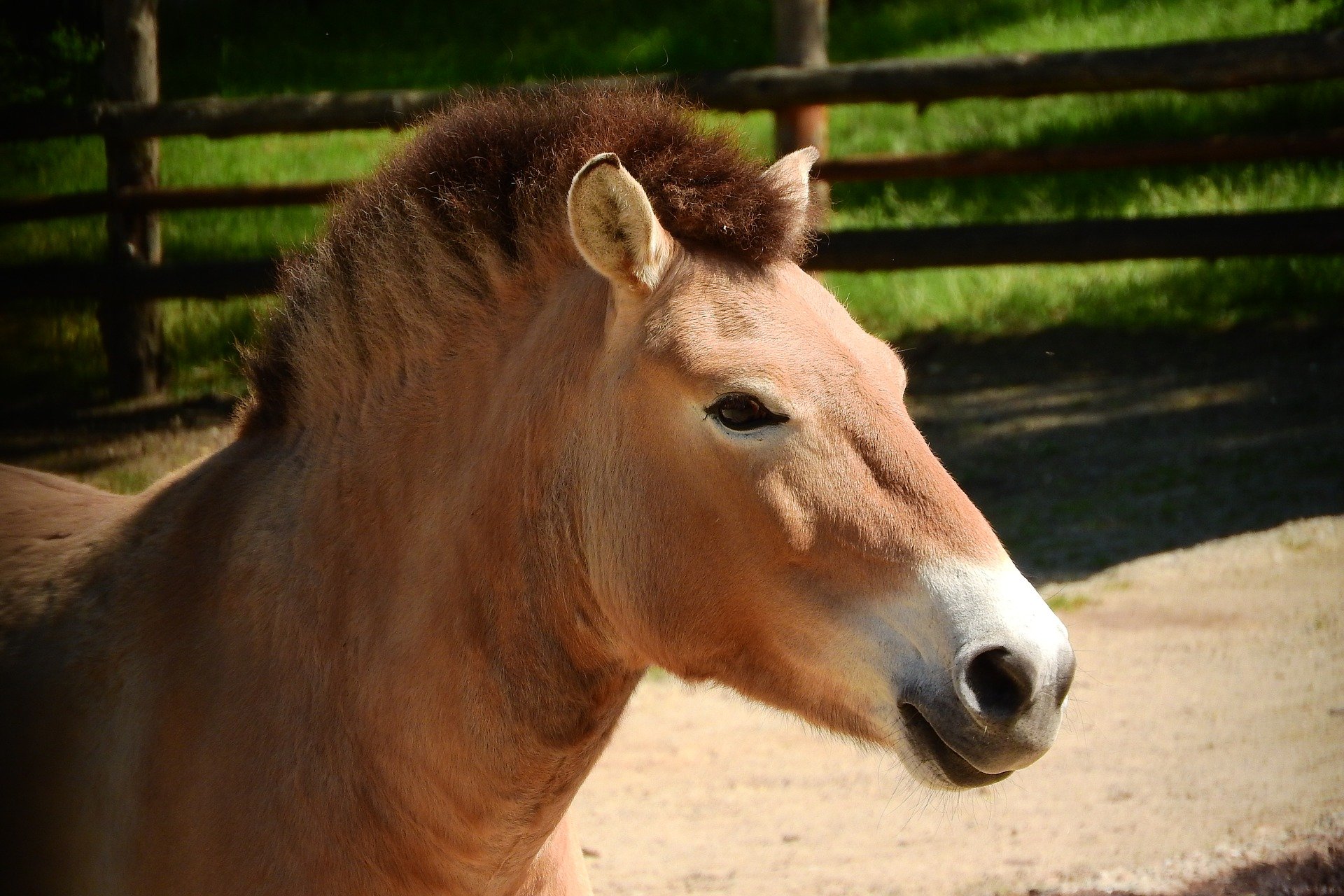 przewalskis cheval mongol