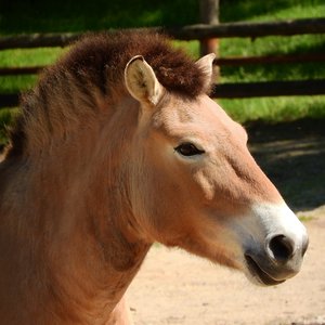 przewalskis cheval mongol