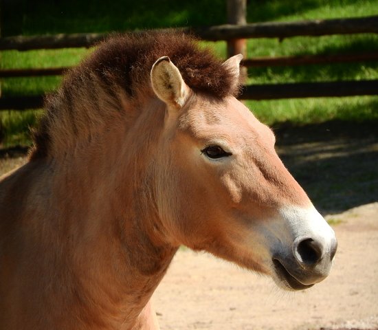 przewalskis cheval mongol