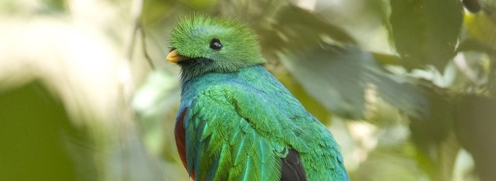 Quetzal du Costa Rica