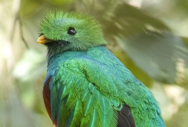 Quetzal du Costa Rica