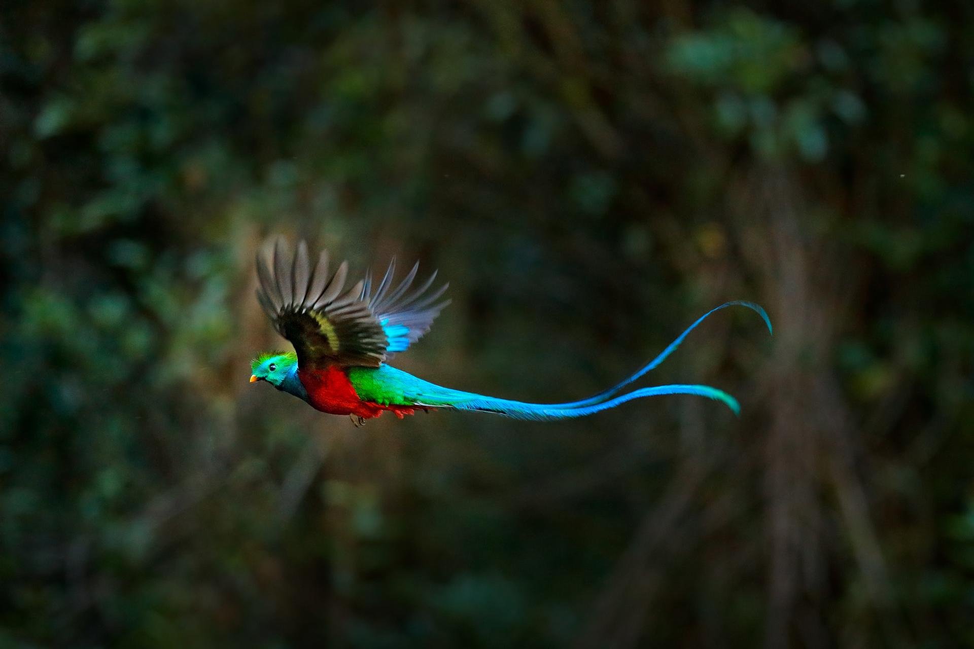 Quetzal resplendissant   Animaux   Costa Rica