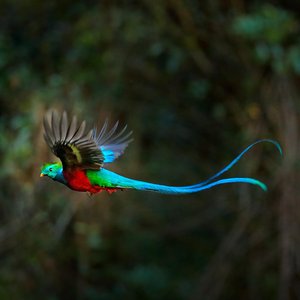 Quetzal resplendissant   Animaux   Costa Rica