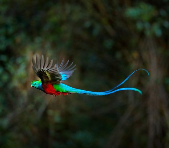 Quetzal resplendissant   Animaux   Costa Rica