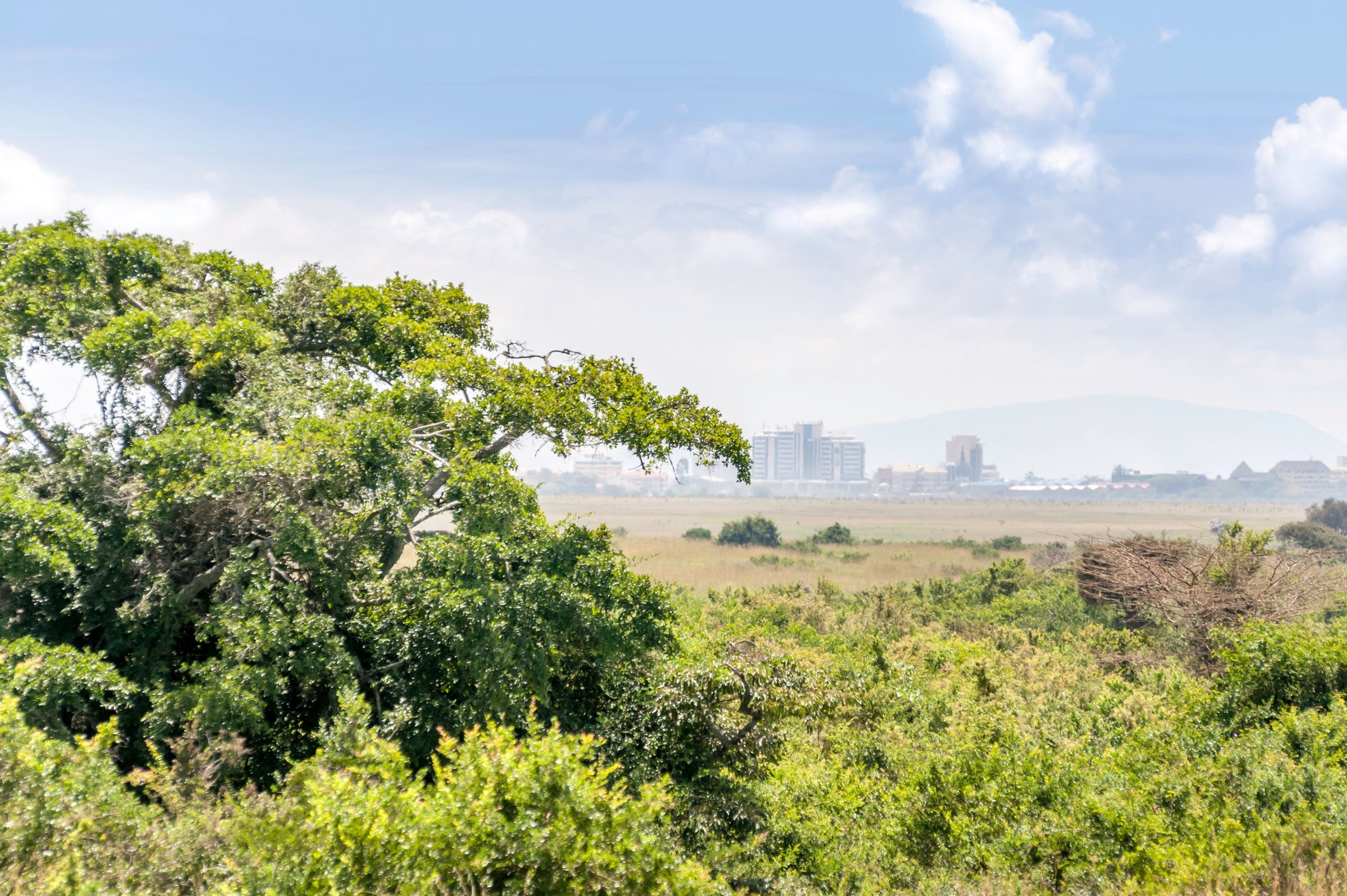 réserve nationale de Nairobi