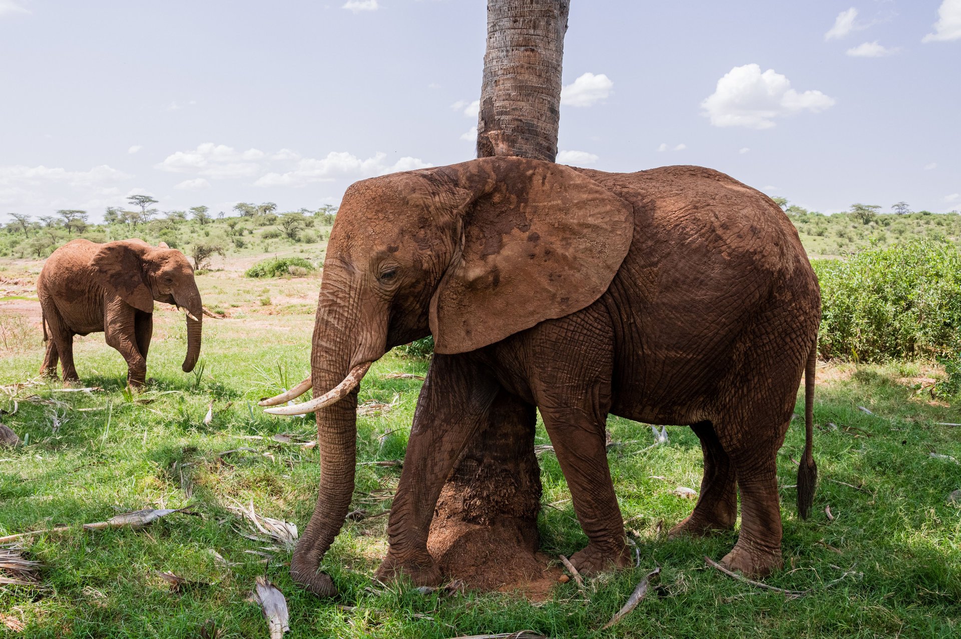 réserve nationale de Samburu