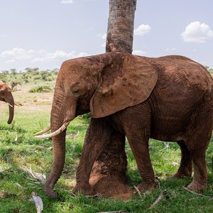 réserve nationale de Samburu