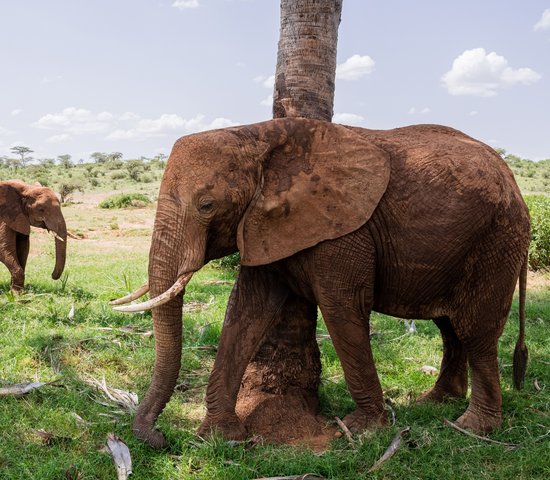 réserve nationale de Samburu