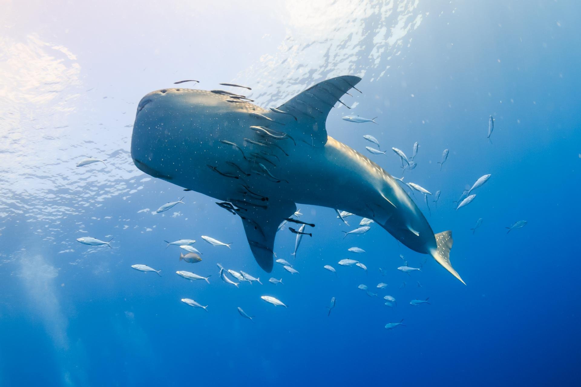 requin baleine madagascar