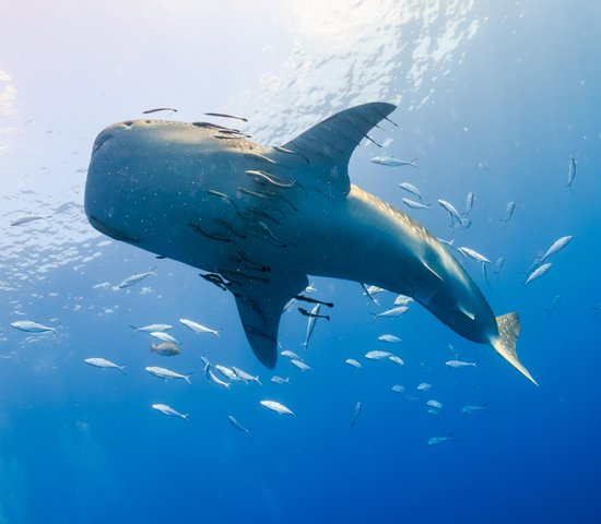 requin baleine madagascar