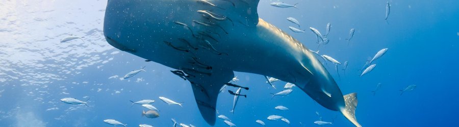 requin baleine madagascar