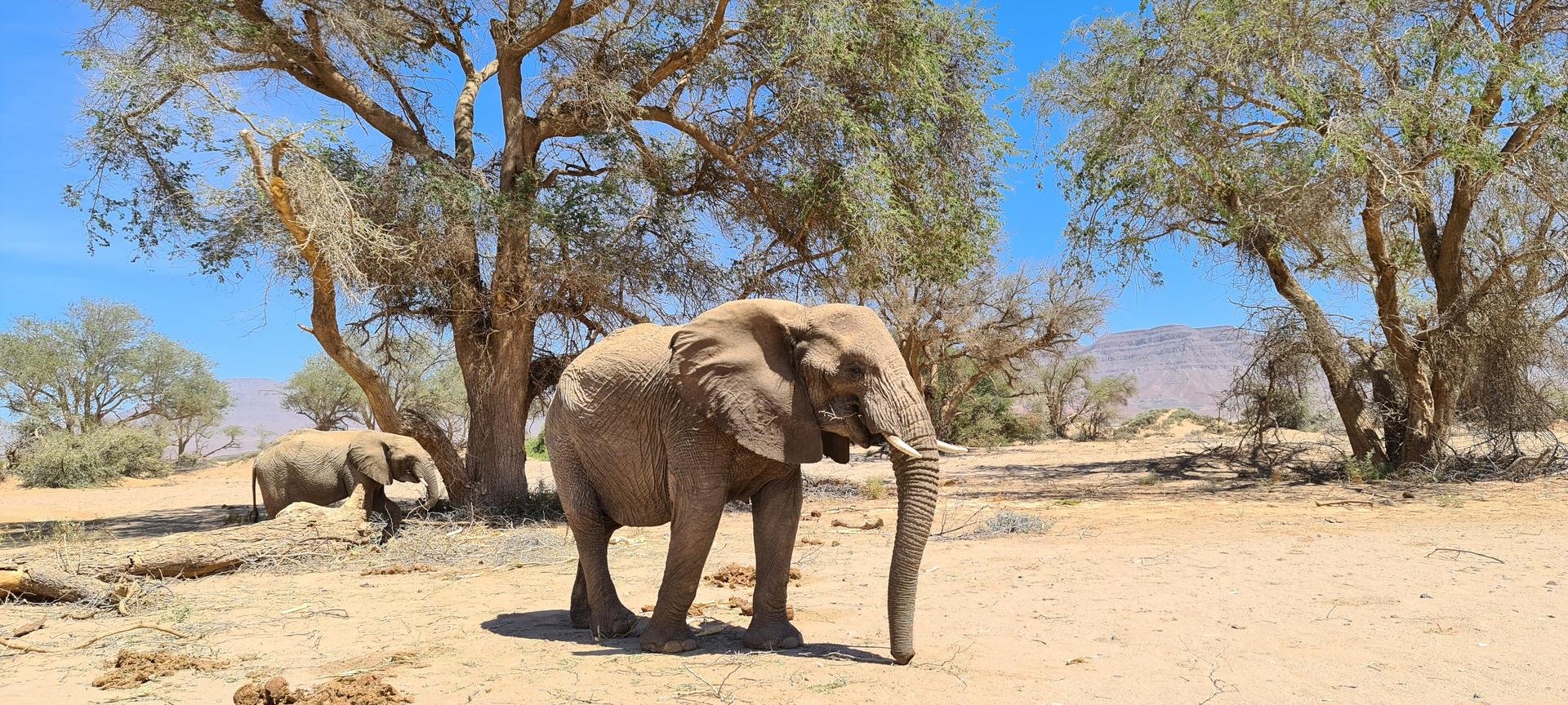Reseve éléphant Namibie