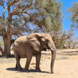 Reseve éléphant Namibie