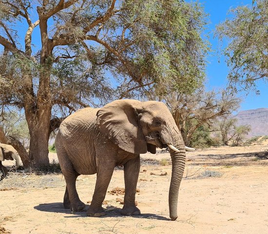 Reseve éléphant Namibie