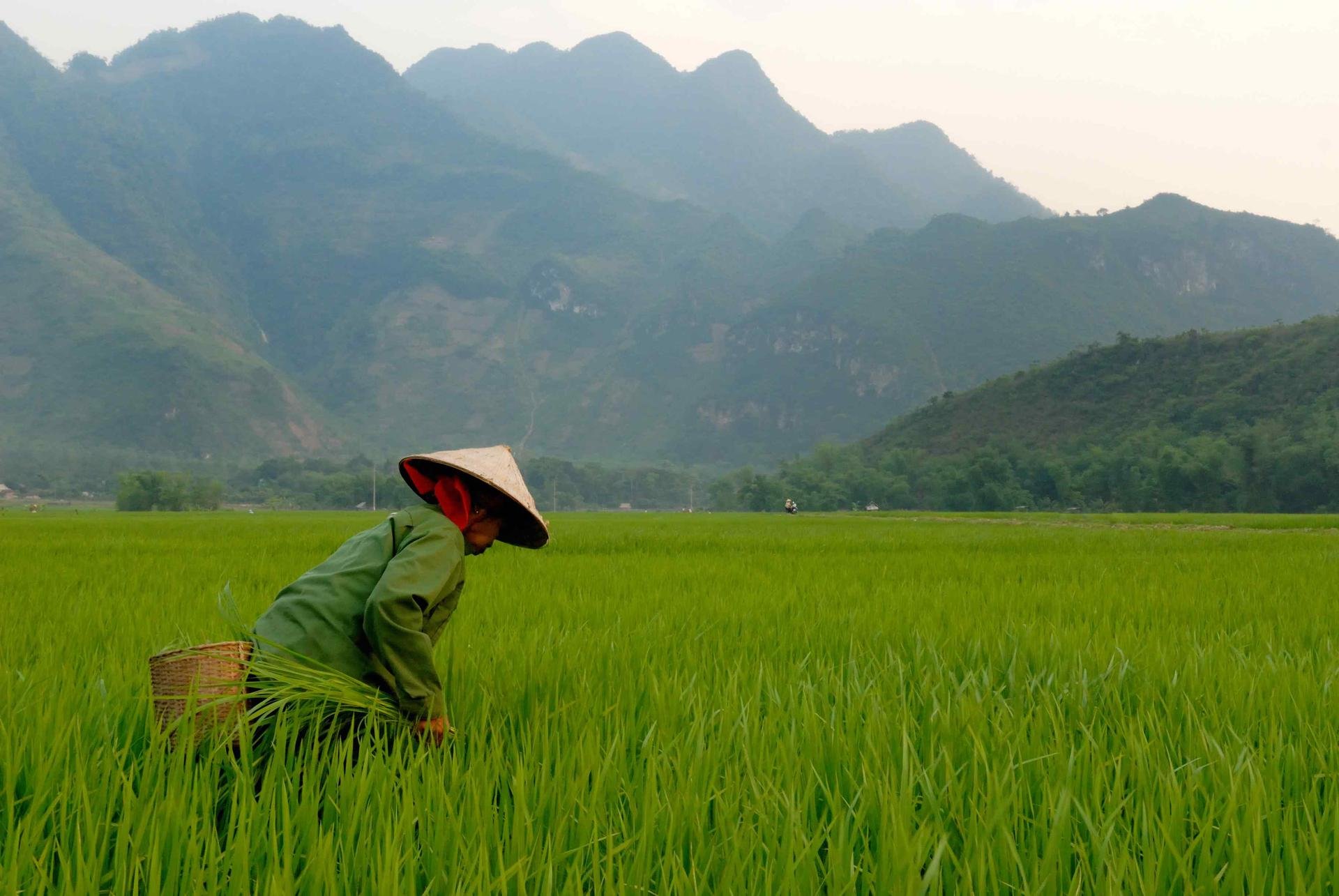 Rizières vietnam