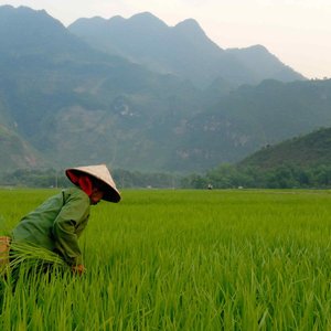 Rizières vietnam