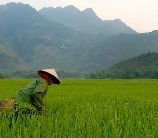 Rizières vietnam