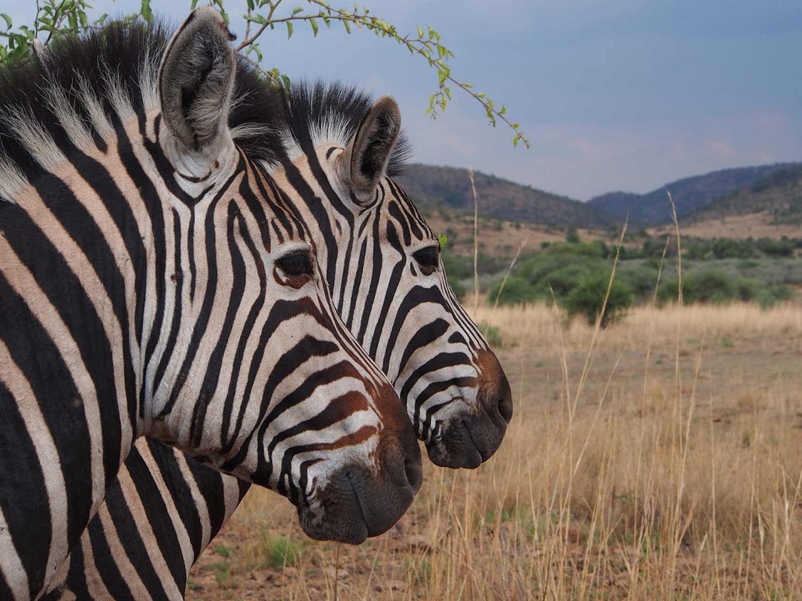 safari afrique du sud