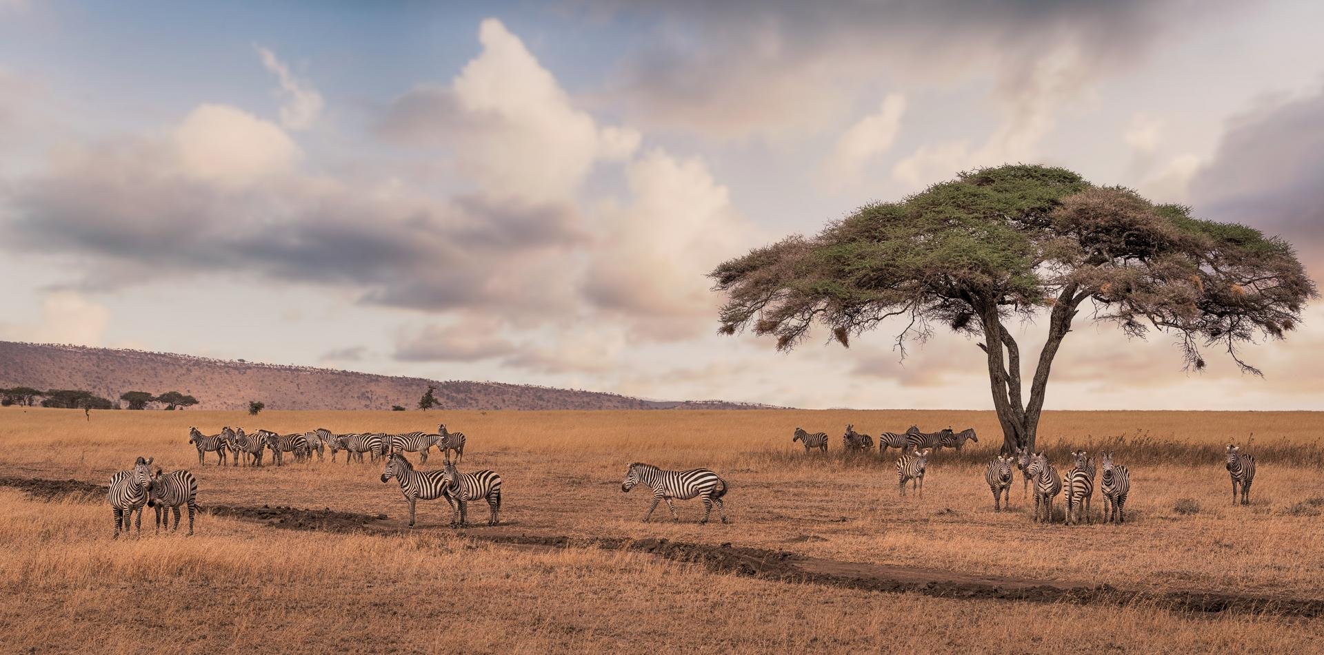Safari avec zebre dans le parc national du Serengeti Tanzanie