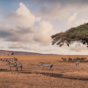 Safari avec zebre dans le parc national du Serengeti Tanzanie