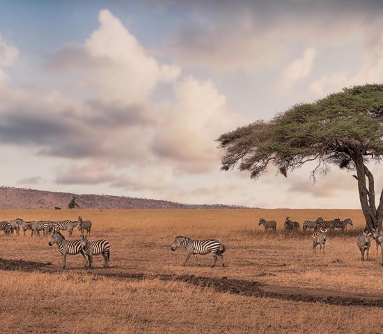 Safari avec zebre dans le parc national du Serengeti Tanzanie