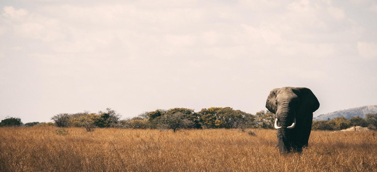 Safari éléphants tanzanie