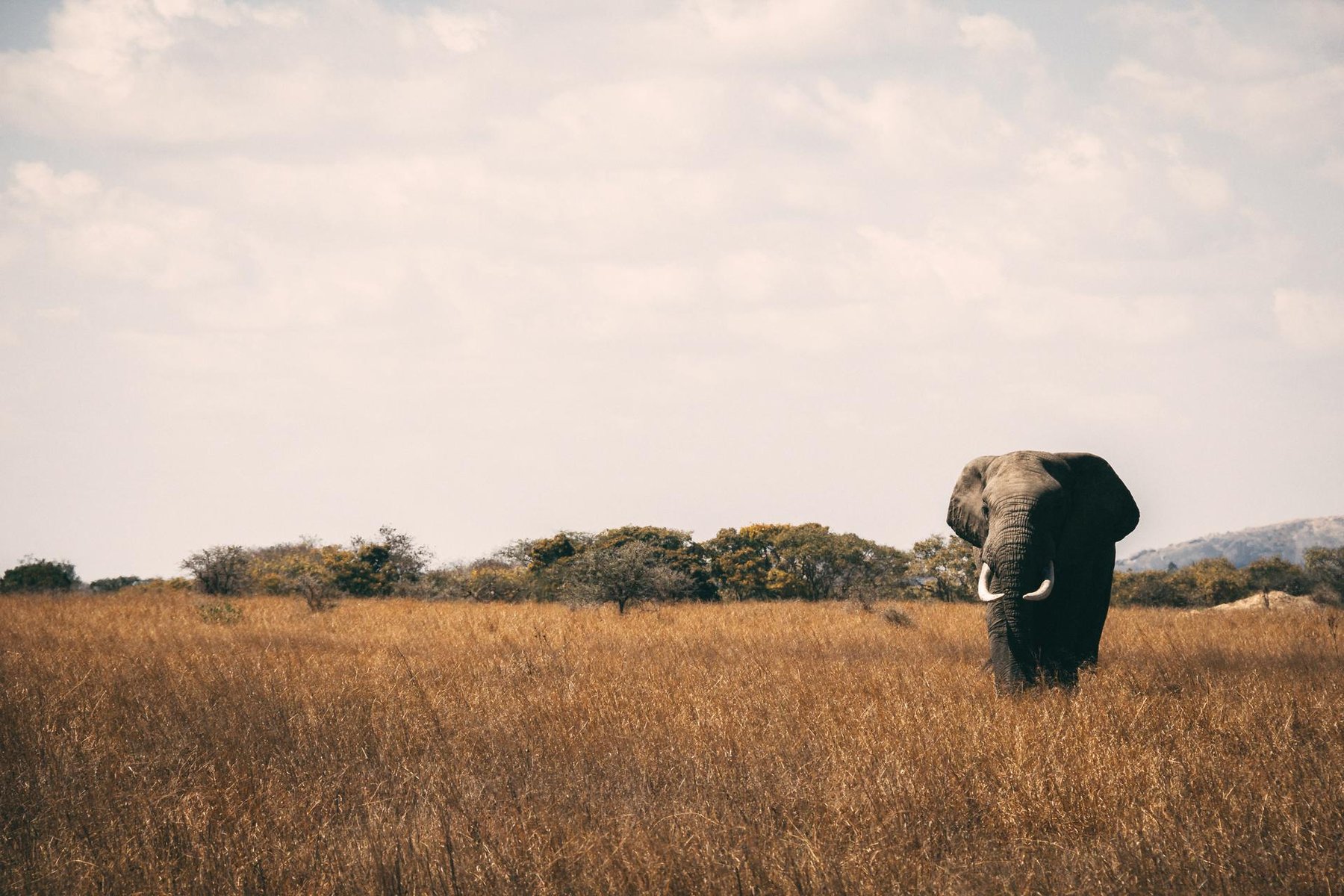 Safari éléphants tanzanie