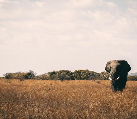 Safari éléphants tanzanie