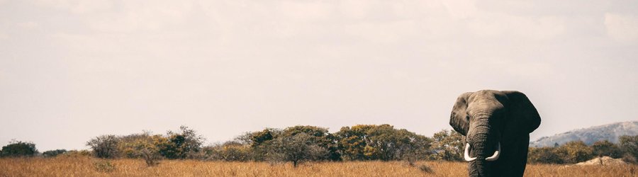 Safari éléphants tanzanie