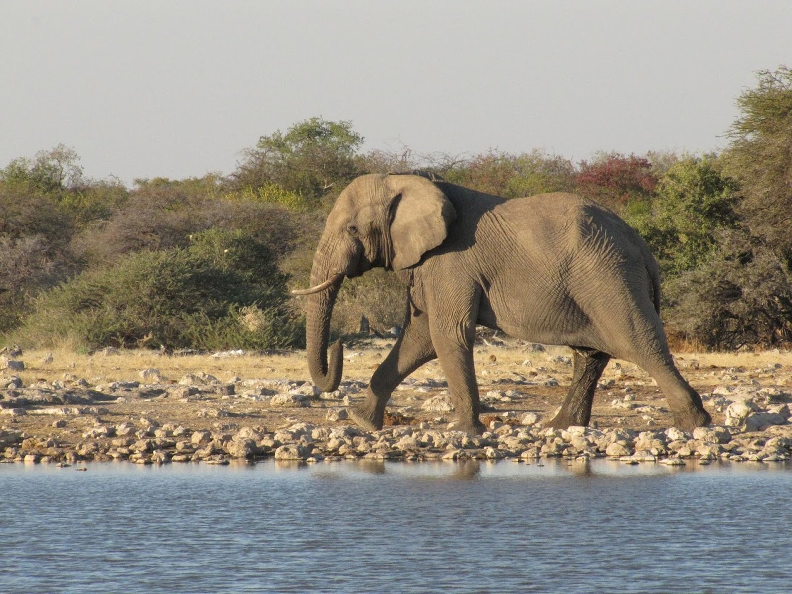 safari namibie