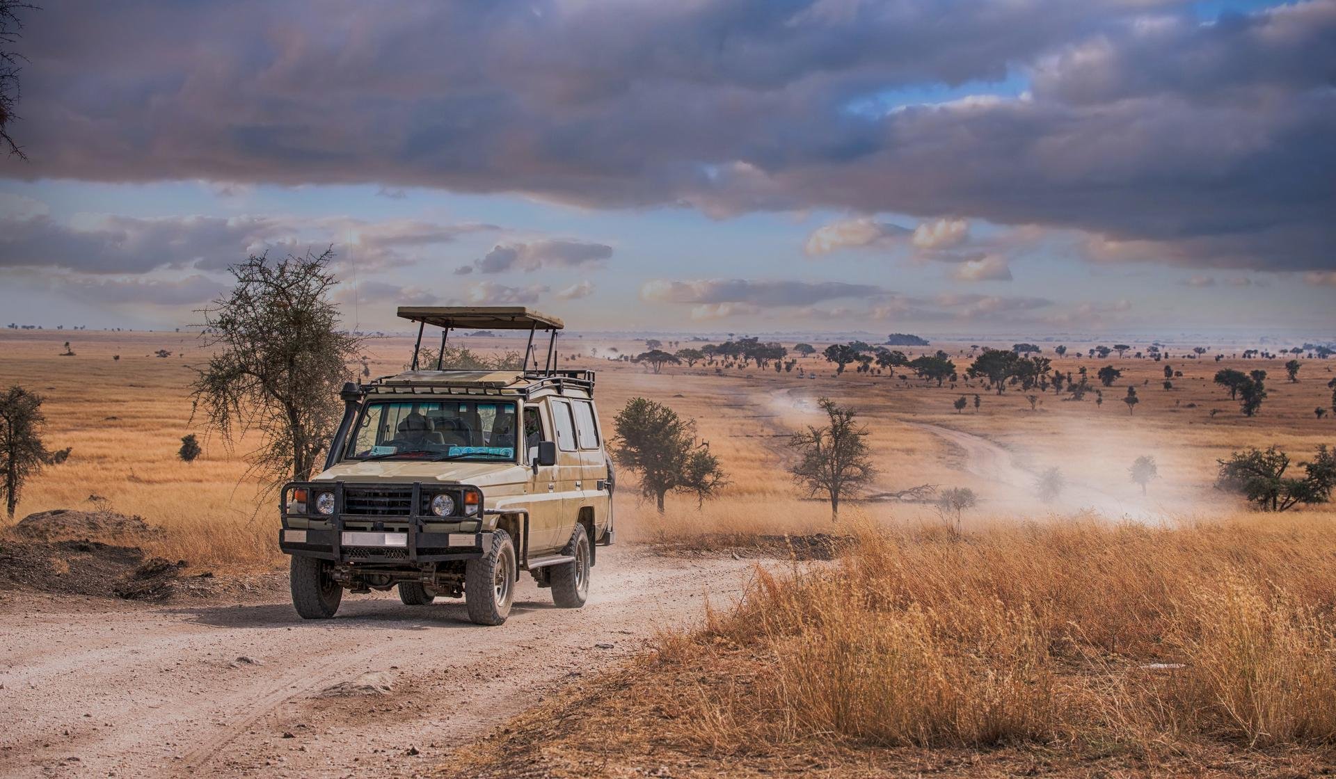 Safari   Parc Serengeti