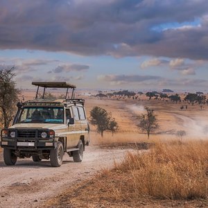 Safari   Parc Serengeti