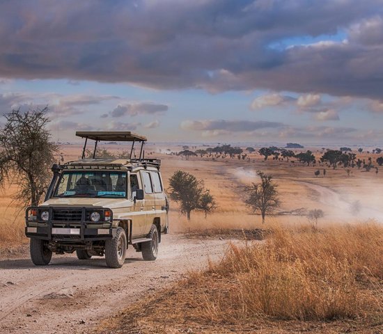 Safari   Parc Serengeti