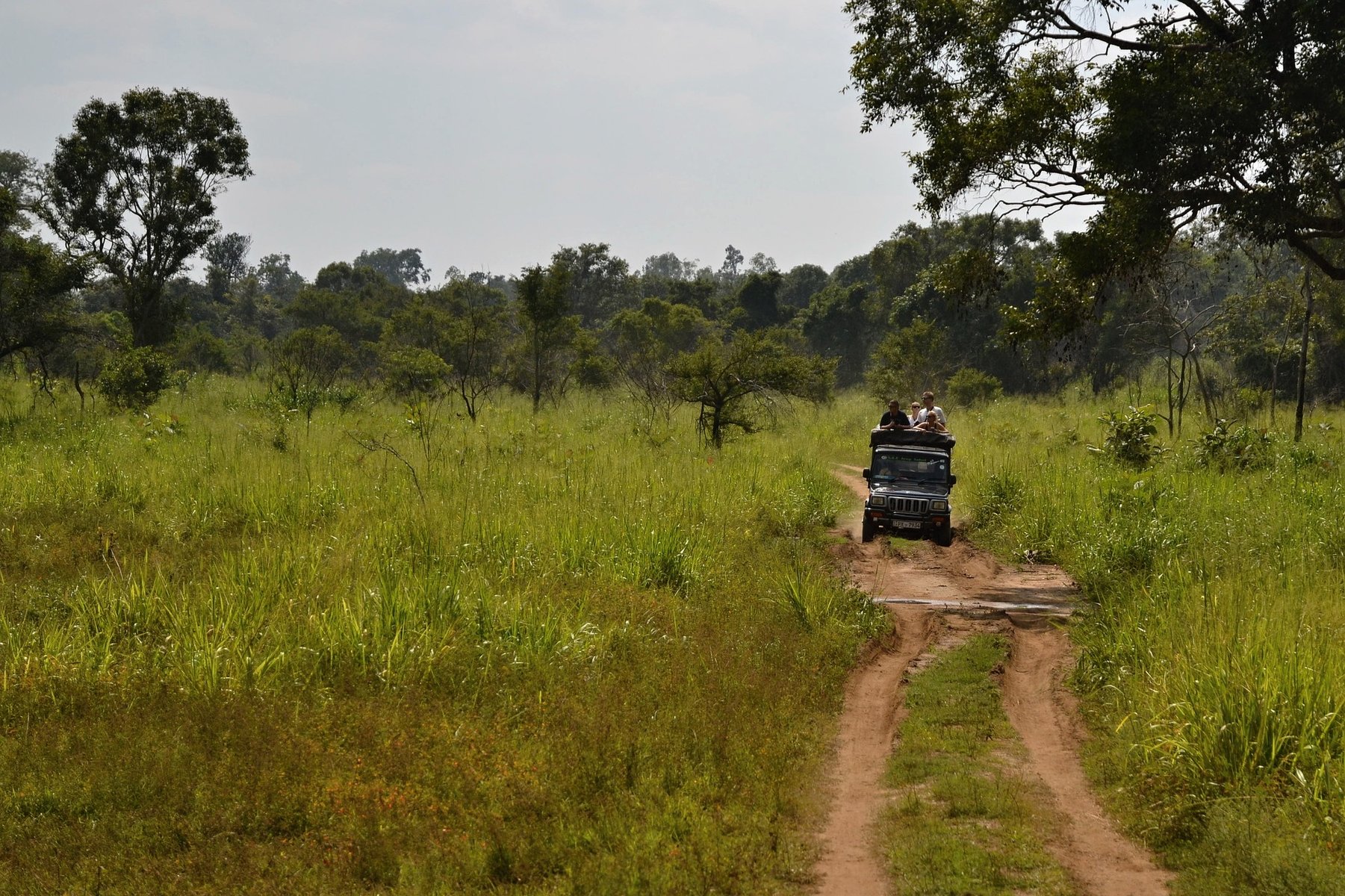 safari sri lnak 4x4