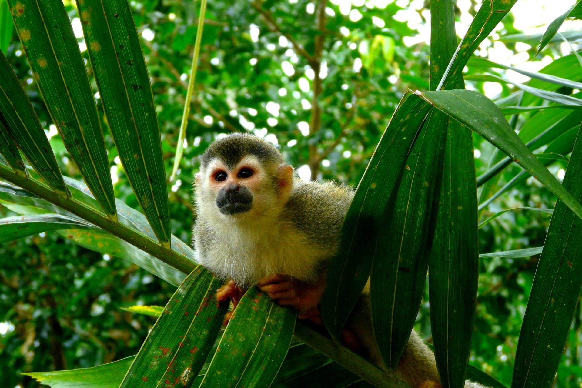 Singe   Parc national Manuel Antonio   Costa Rica