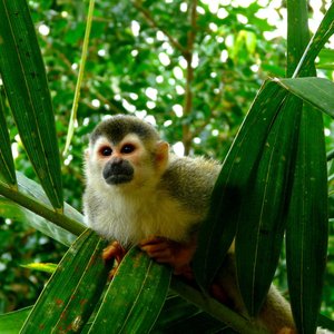 Singe   Parc national Manuel Antonio   Costa Rica